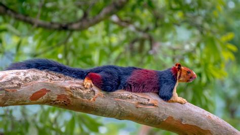 Photos Of Super Colorful Indian Squirrels Dazzle The Internet Wbff