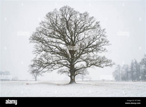 English Oak Tree In Winter Hi Res Stock Photography And Images Alamy