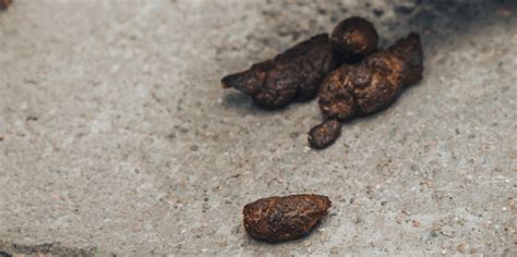 10 Types Of Dog Poop Meaning Remedies And Pictures 2023