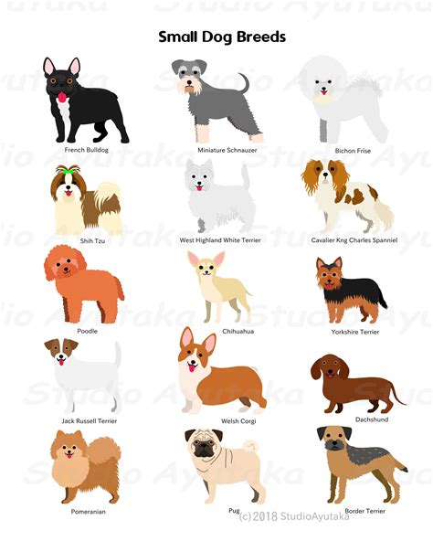 Small Dog Breeds Chart Svg Png  1620 Etsy
