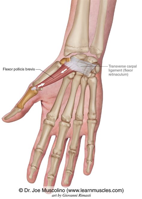 Flexor Pollicis Brevis Origin And Insertion