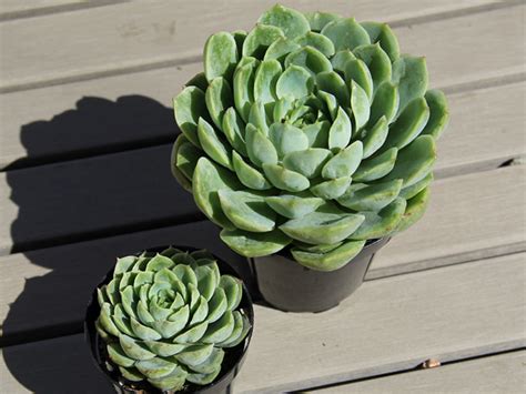The tips of its leaves are often blushed reddish at the tips to give it the perfect hint of color. Echeveria 'Lime n' Chile' | World of Succulents
