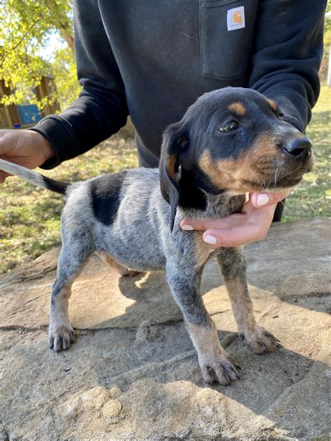 Bluetick Hunting Puppies