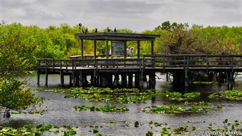 10 Best Things To Do In The Everglades