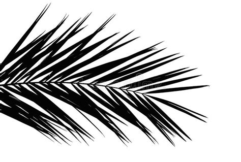 Black Palm Tree Two Poster Ubicaciondepersonascdmxgobmx