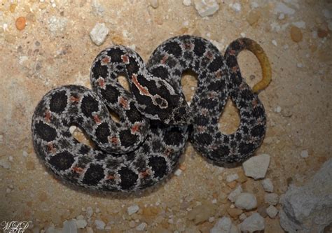 Dusky Pygmy Rattlesnake Florida Backyard Snakes