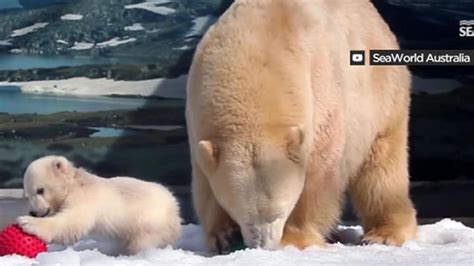 polar bear gives birth to twin cubs