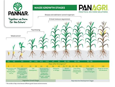 Corn Growth Stages Chart