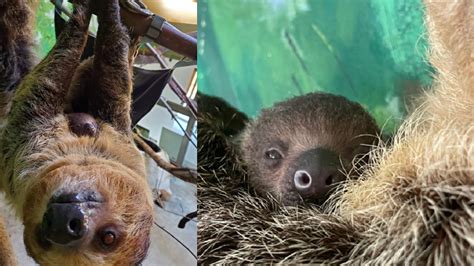 Slow Delivery Baby Sloth Born At Stone Zoo Boston News Weather