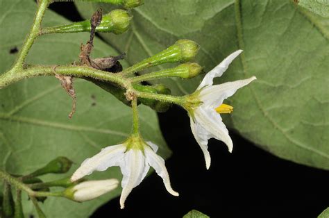 Solanum Torvum Solanaceae