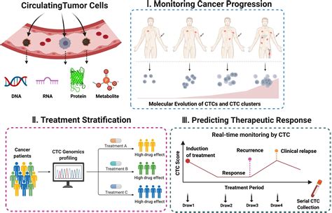 Frontiers Circulating Tumor Cells Ctcs A Unique Model Of Cancer