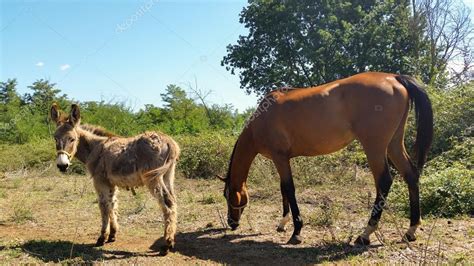 Horse And Donkey Stock Photo By ©soniacri 81364952
