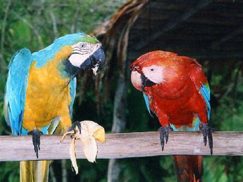 The Life Of Sweet Birds Parrots Birds