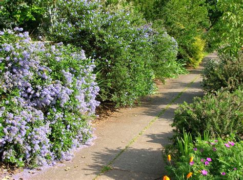 Fragrant plants have been an important part of the medical and cultural stories of china, india, the far east, the middle east, central america and northern native americans. Top 10 Native Plants for the Pacific Northwest