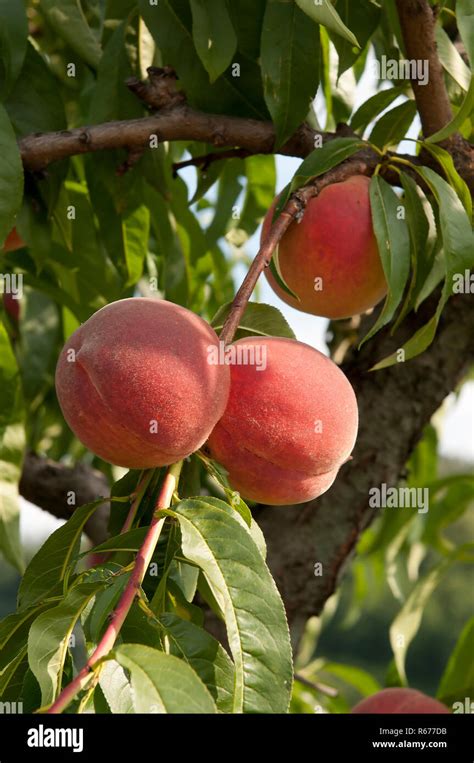 Ripe Peaches On The Tree Stock Photo Alamy
