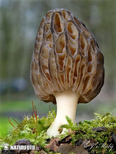 Morchella conica Pictures, Conical Morel Images, Nature Wildlife Photos ...