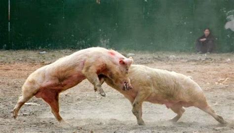 A Brutal Pigs Fight In China Arteinsky
