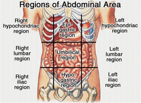A pancreas condition can cause pain under the ribs in the middle of the abdomen, in the ruq, or the left upper quadrant (luq). 9 divisions of abdomen - Google Search | Anatomy organs ...