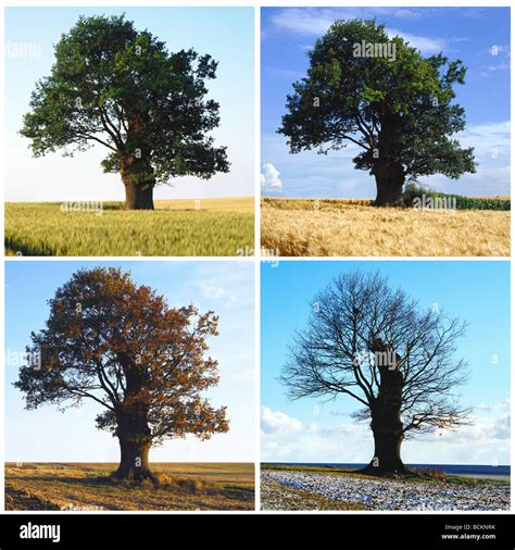 Tree Sequence In Four Seasons Stock Photo Alamy