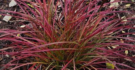 Miscanthus sinensis 'little miss', also known as maiden grass, this perennial grass features narrow foliage which emerges green in spring developing carmine and purple tones from may with strongest. Ornamental Grass: Miscanthus sinensis 'Little Miss ...