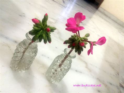 Older varieties are prone to powdery mildew in humid weather. Geraniums as cut-flowers.. Experimenting yet again ...