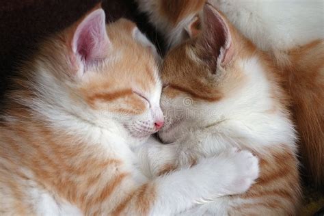 Cats Two Sleeping Kittens Hug One Another Affiliate Sleeping