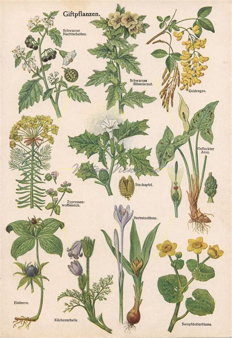 Vintage Botanical Print Poisonous Plants Toxic Plants Medicinal