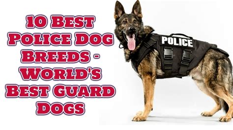 10 Best Police Dog Breeds In The World Youtube
