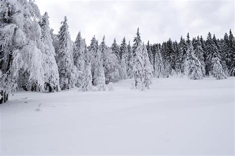 White Snowy Pine Tree Free Image Peakpx