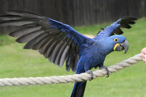 Hyacinth Macaw Facts Care As Pets Housing Diet Images Video