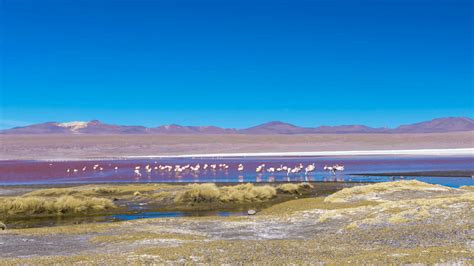 Laguna Colorada Wallpapers Wallpaper Cave