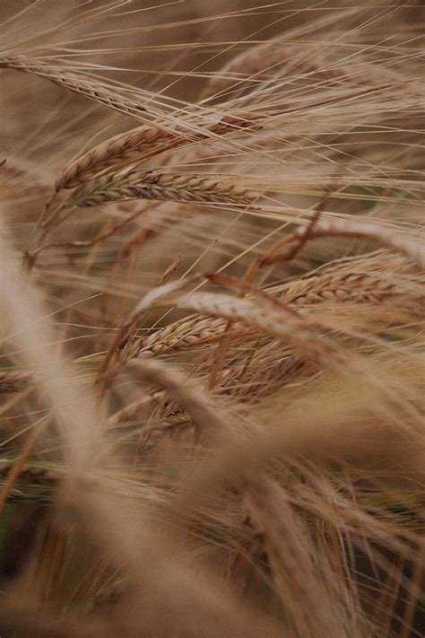 Ears Grasses Dry Plant Field Hd Phone Wallpaper Peakpx