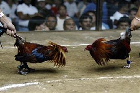 Walang Sabong Cockfighting In Pampanga Suspended Amid Bird Flu