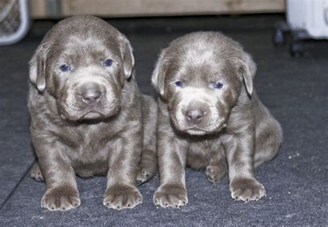 We are a small breeder of labrador retrievers located in central texas. Labrador Puppies for Sale - Silver Labs for Sale - Dog ...