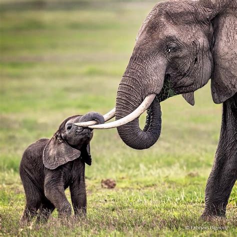 Playing Africanimals Elephant Pictures Cute Animals Elephant