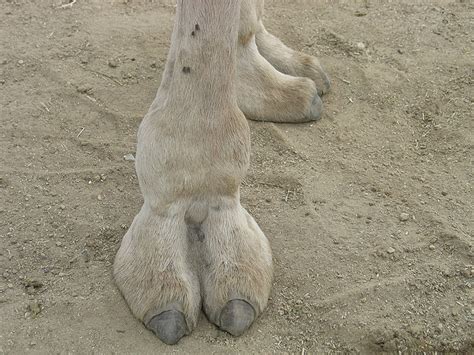 47 best camelus digiti pedis images on pinterest camel beautiful women and camels