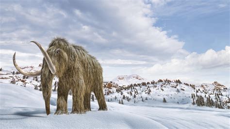 Scientists Say They Could Bring Back Woolly Mammoths But Maybe They