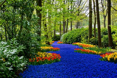 Take A Virtual Tour Of The Dutch Tulip Fields - Simplemost