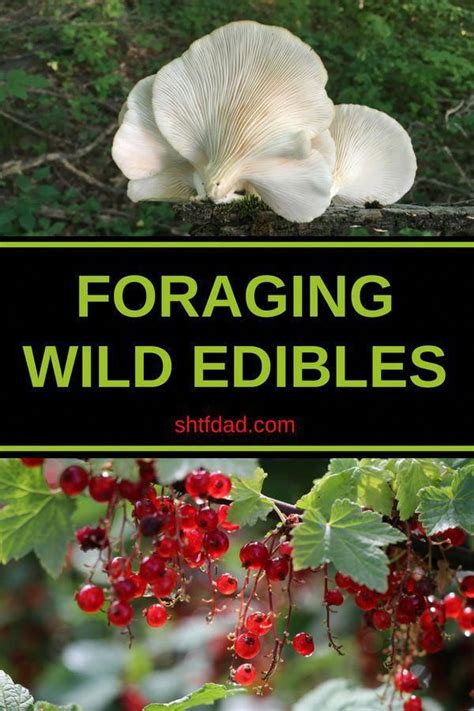 Foraging Wild Edibles Is A Must Know Skill For All Learn All About The