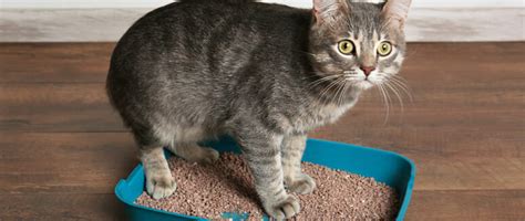 How To Solve Cat Litter Box Problems