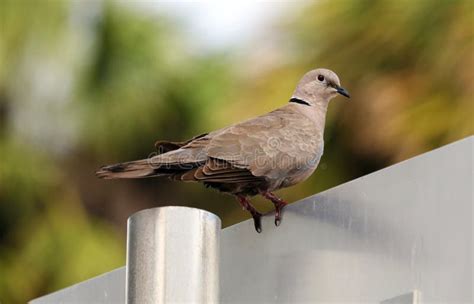 Paloma De Luto Que Se Coloca En Placa De Calle En Miami Beach Foto De