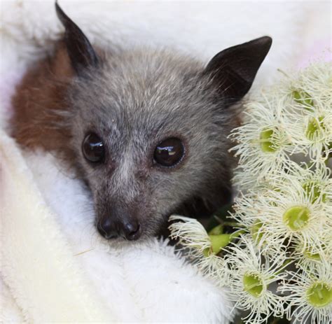 Premature Bat Pup Finally Ready For Release Echonetdaily