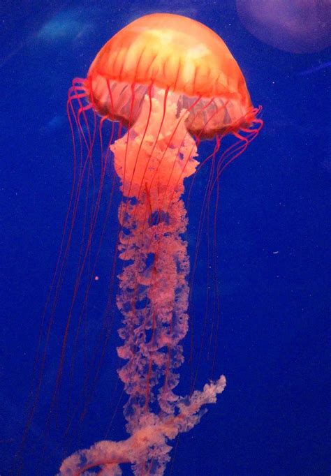 Real Jellyfish Color Colorful Jellyfish Jellyfish Wild Animals