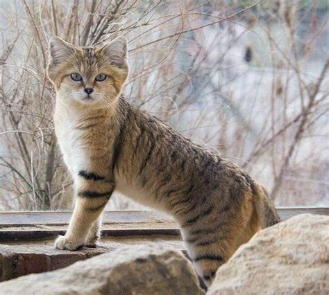 We did not find results for: #SAND CAT - Animal Facts | Wild cat species, Cat species, Cats