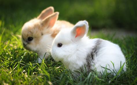 Bunnies Cute Wallpaper Beautiful Animals #10790 Wallpaper | WallDiskPaper