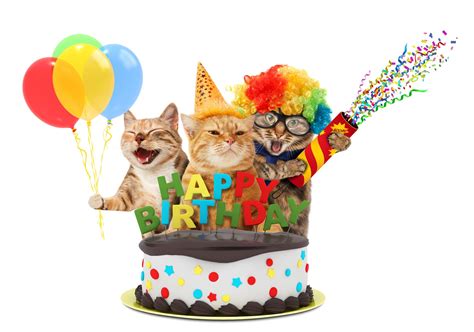 How To Throw A Cat Birthday Party Arm And Hammer Cat Litter