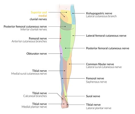 Sural Nerve Distribution