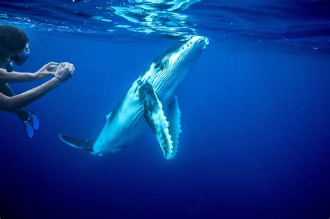 Swim With The Humpback Whales Of Tonga When On Earth For People