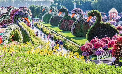 Miracle Garden Dubailand Location Map Fasci Garden