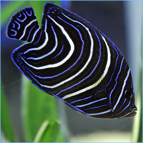 Blue Koran Angelfish Or Semicircle Angelfish Petes Aquariums And Fish